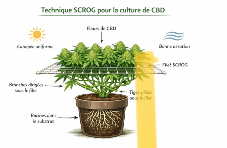 SCROG et culture de CBD : une technique de maîtrise et de performance