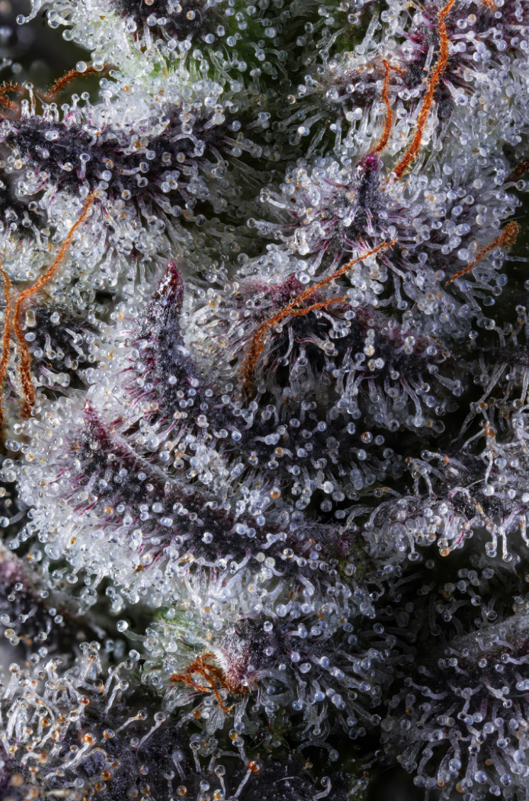 Fleursde CBD bio POWER 2 grammes